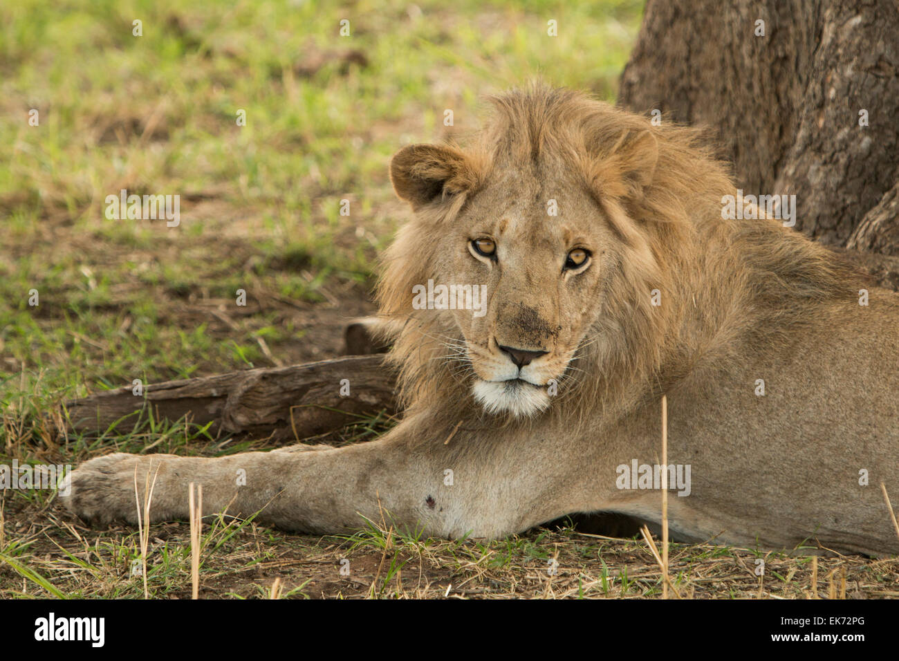 Lion at Kidepo Valley National Park in Northern Uganda, East Africa Stock Photo