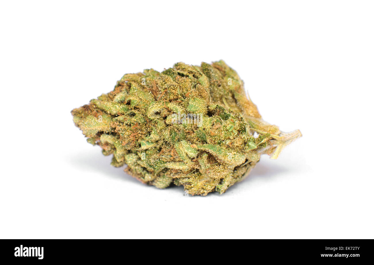 Dry marijuana bud on white background Stock Photo