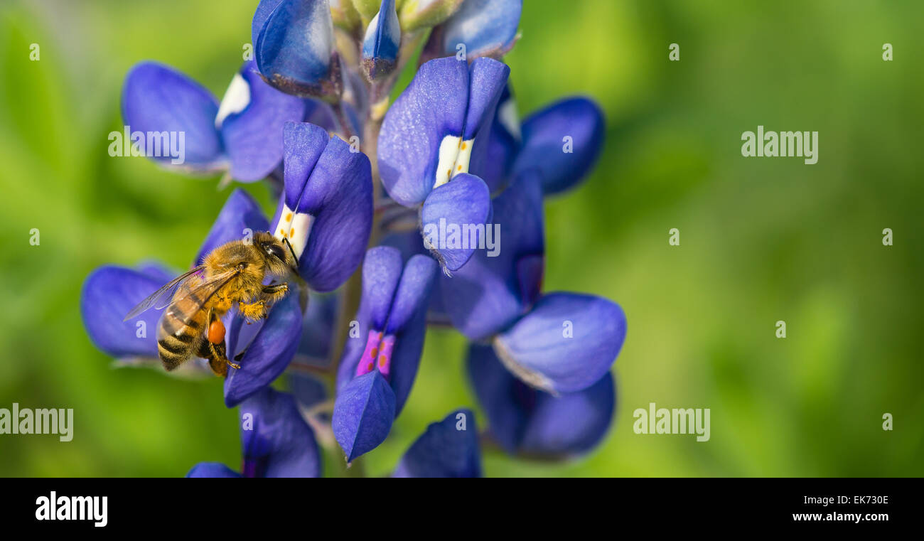 Bee pollinating Texas wildflower in the spring Stock Photo