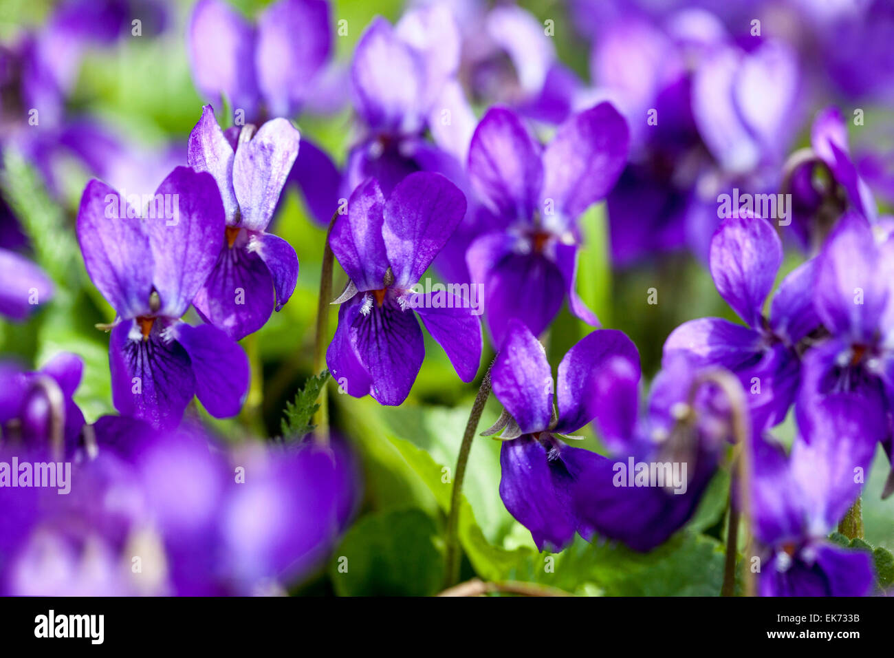 Viola odorata, Violet, Sweet violet, aromatic plant in bloom Stock Photo
