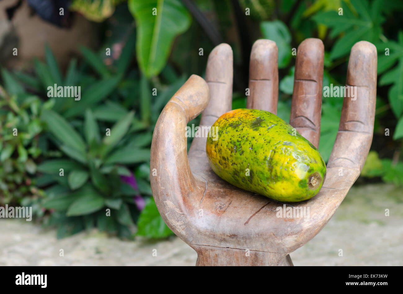 papaya on hand Stock Photo Alamy