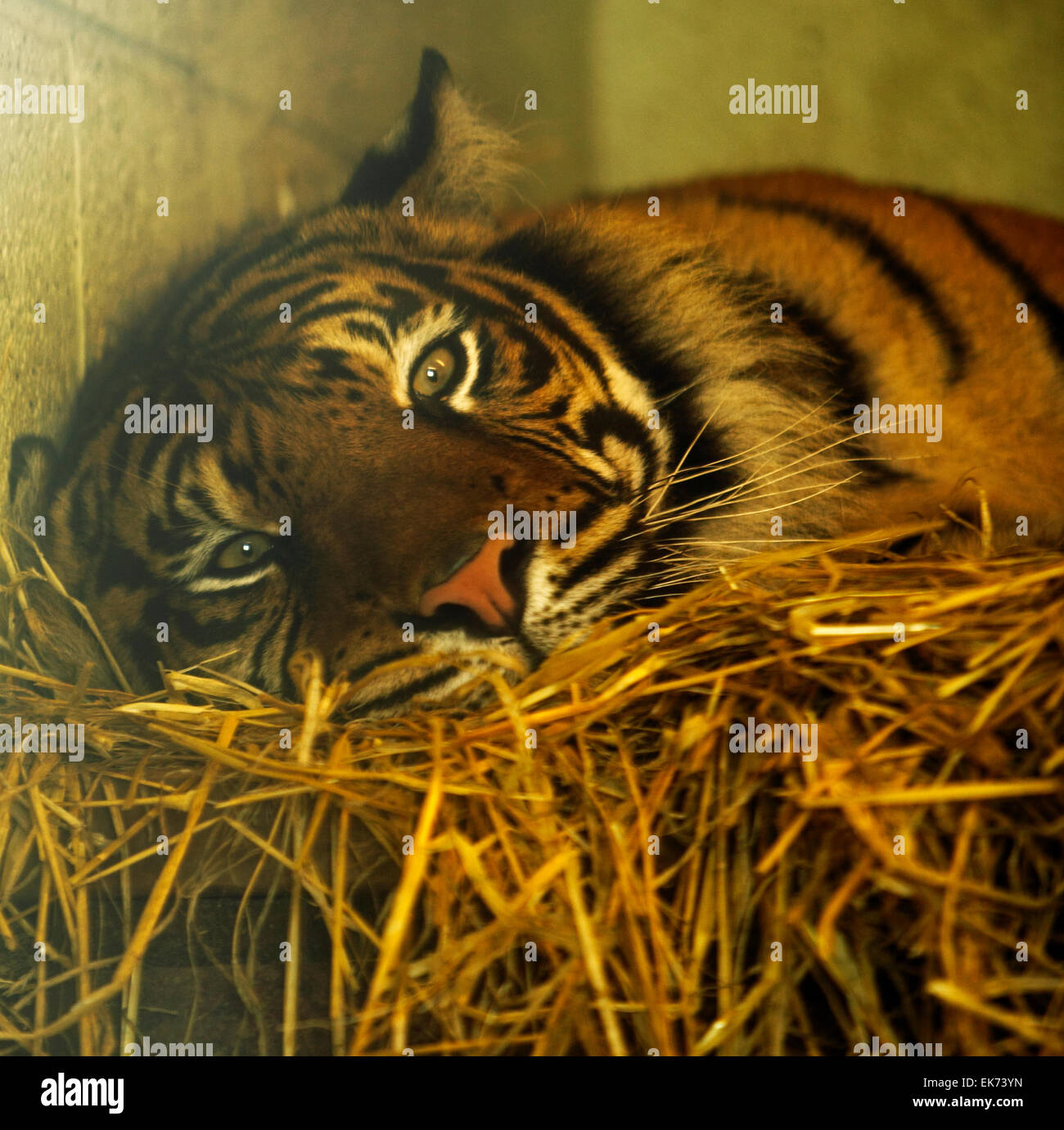 Wild cat behind bars at Conway Mountain Zoo Stock Photo