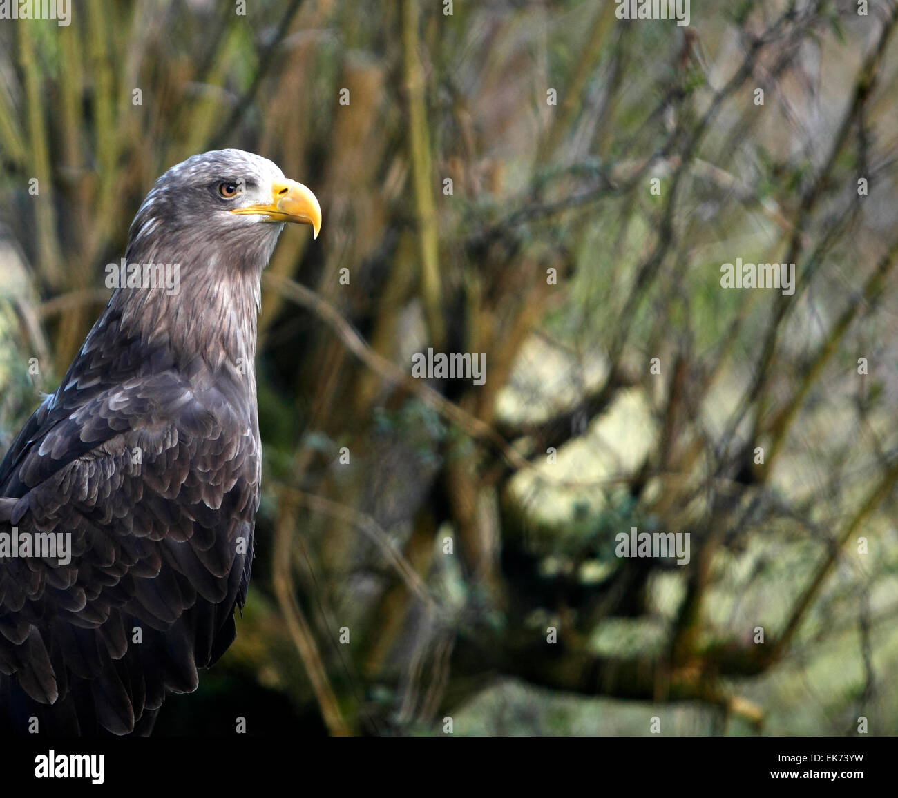 Eagle endangered species hi-res stock photography and images - Alamy