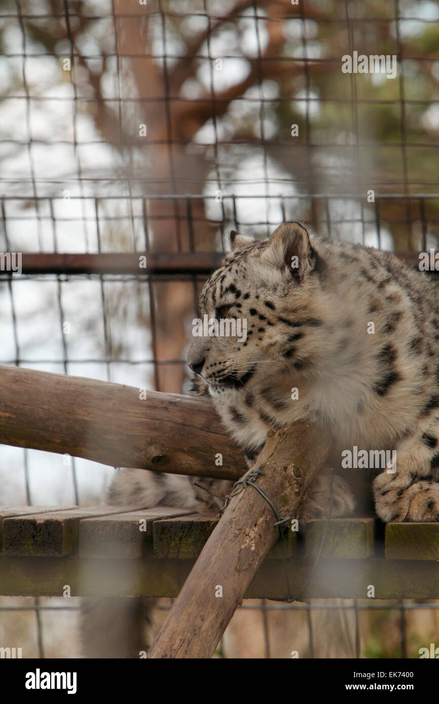 Wild cat behind bars at Conway Mountain Zoo Stock Photo