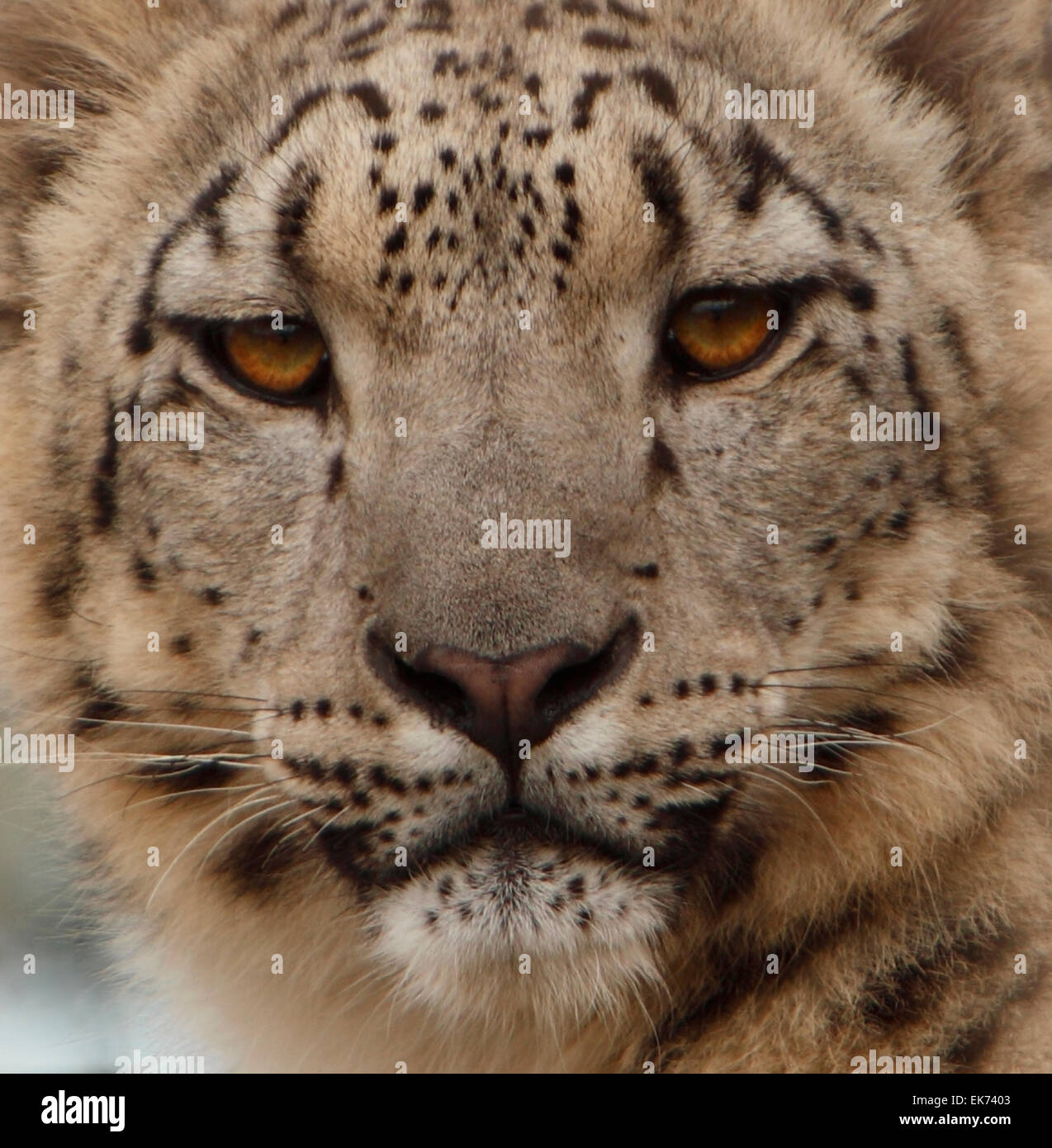 Uncia uncia. Snow Leopard. Big cat found in the mountains. Stock Photo
