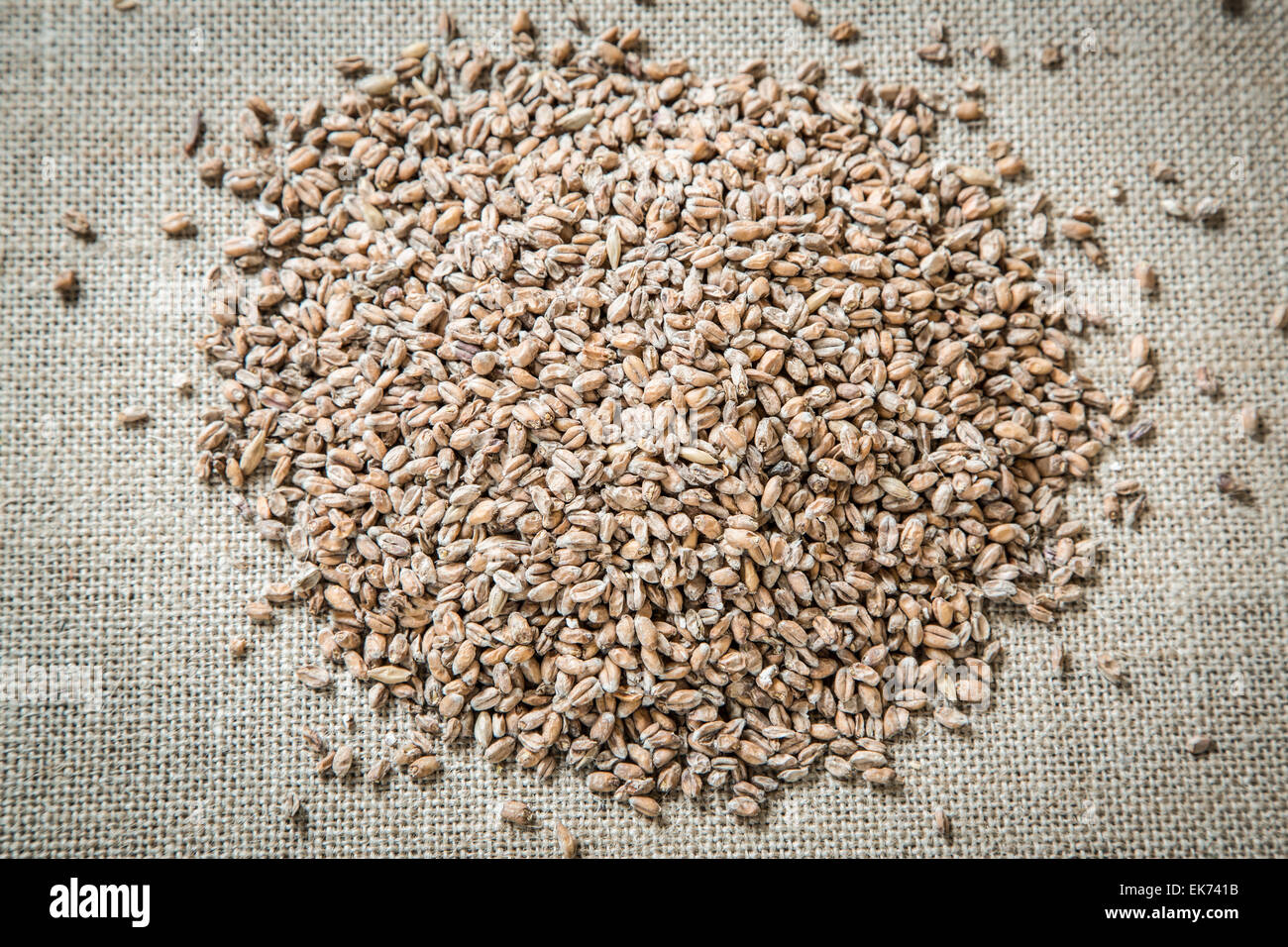 Wheat malt, used as a flavouring in beer making Stock Photo Alamy