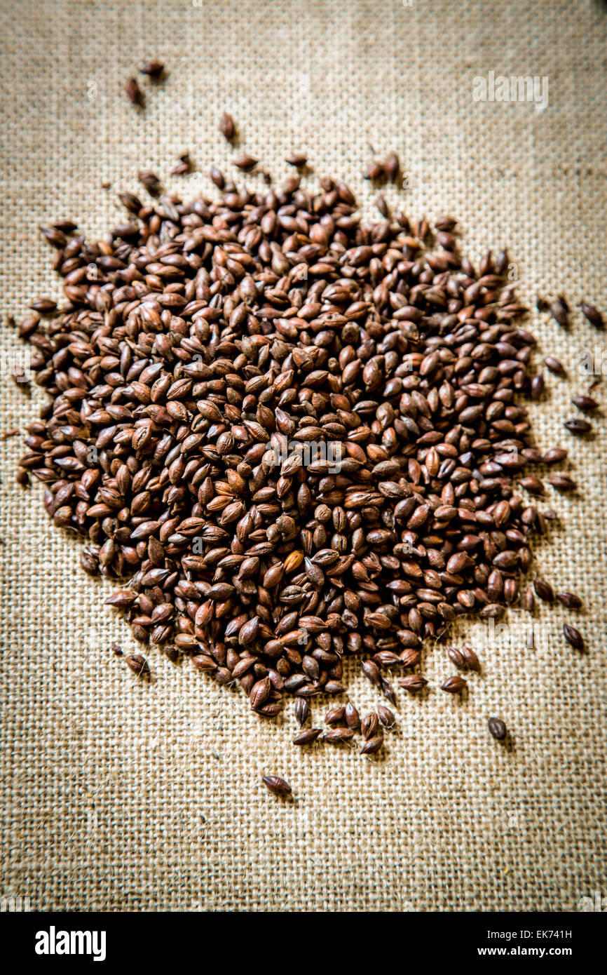Roasted Barley, used as a flavouring in beer making Stock Photo Alamy