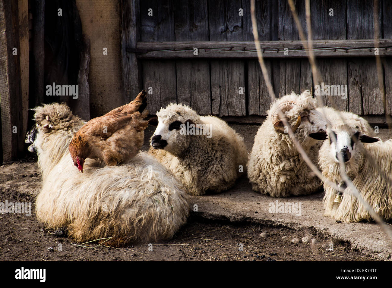 Four sheep resting in the front of a barn door, a hen is eating something on one of them. Stock Photo