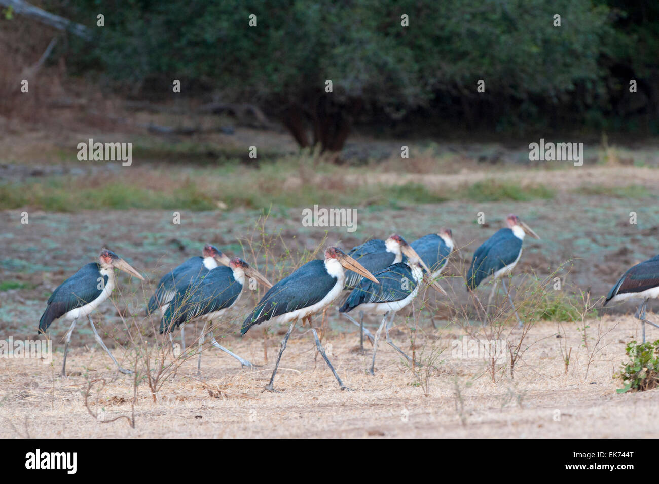 Leptoptilos crumenifer chicks hires stock photography and images Alamy