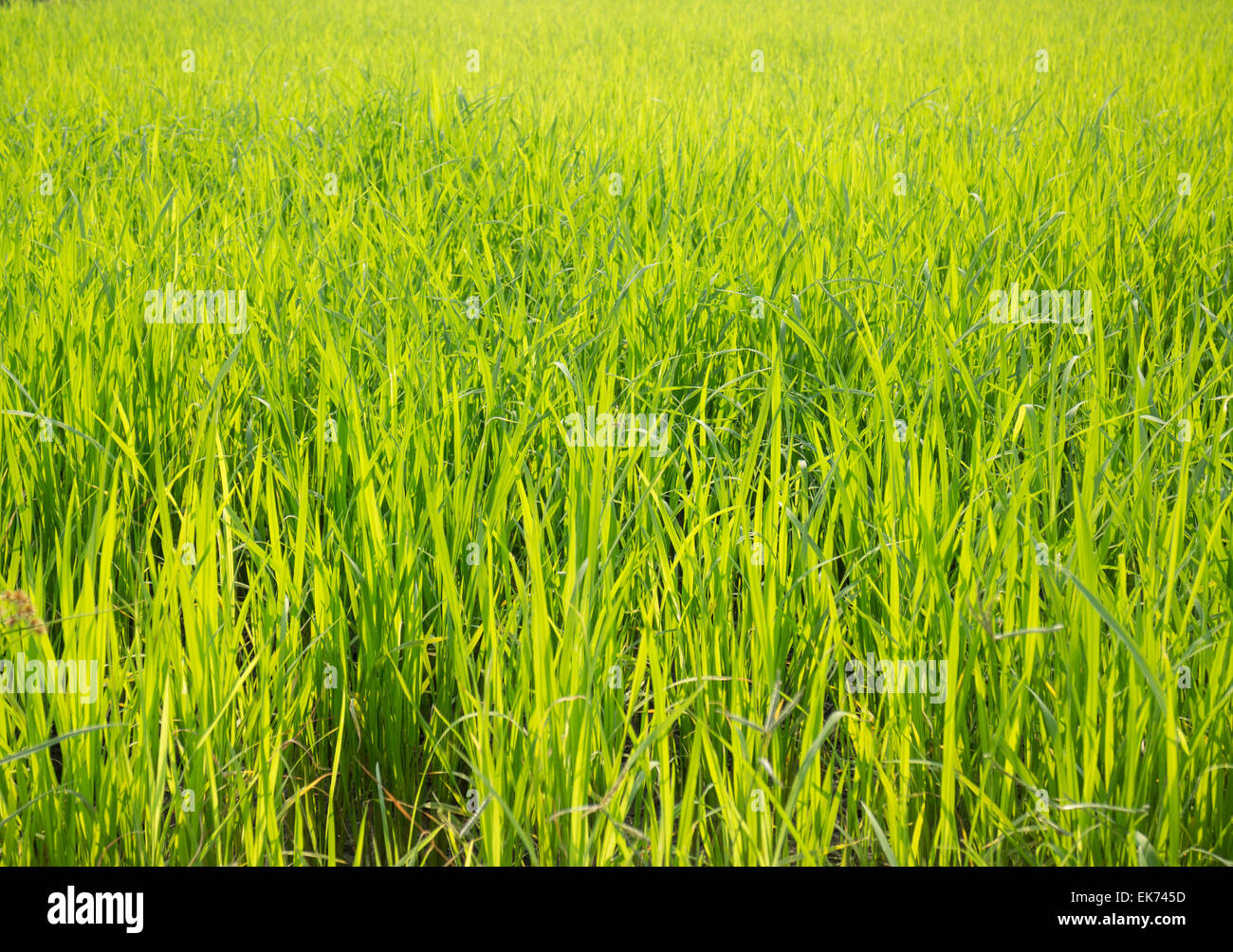 Rice field green grass with sun shine, stock photo Stock Photo - Alamy