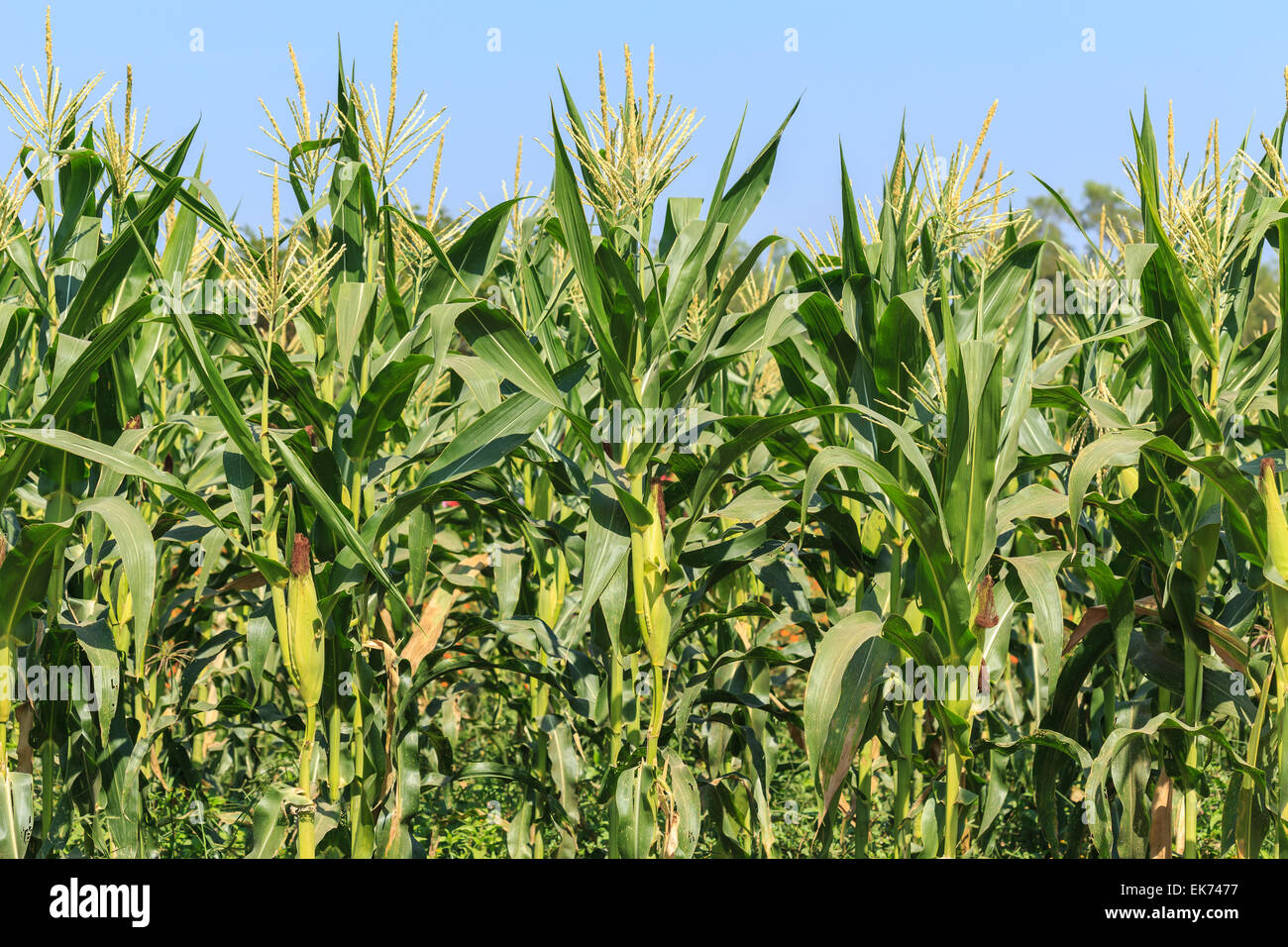A green field of corn growing up at Thailand Stock Photo