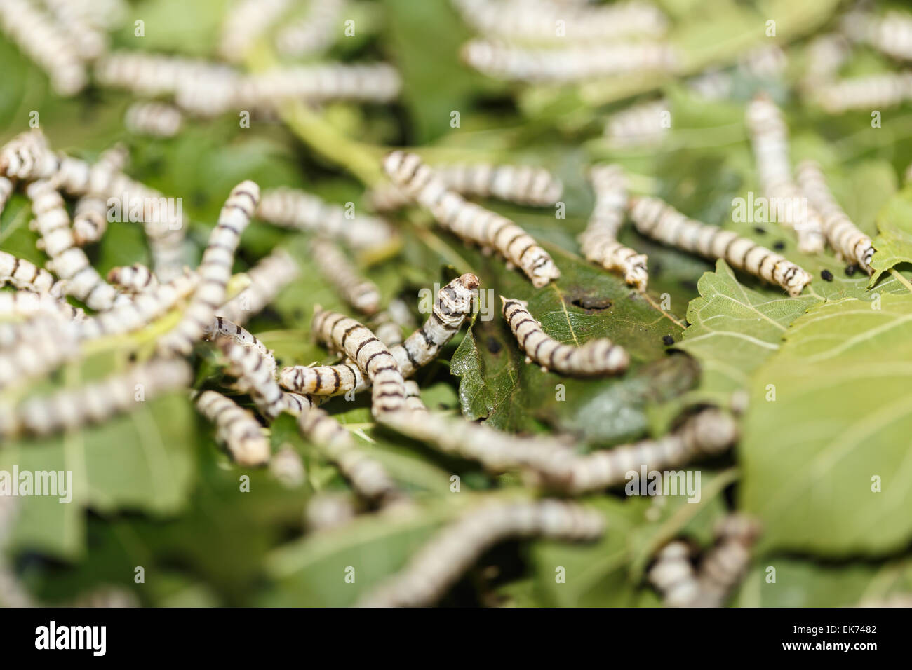Silk worm eating mulberry green leaf Stock Photo