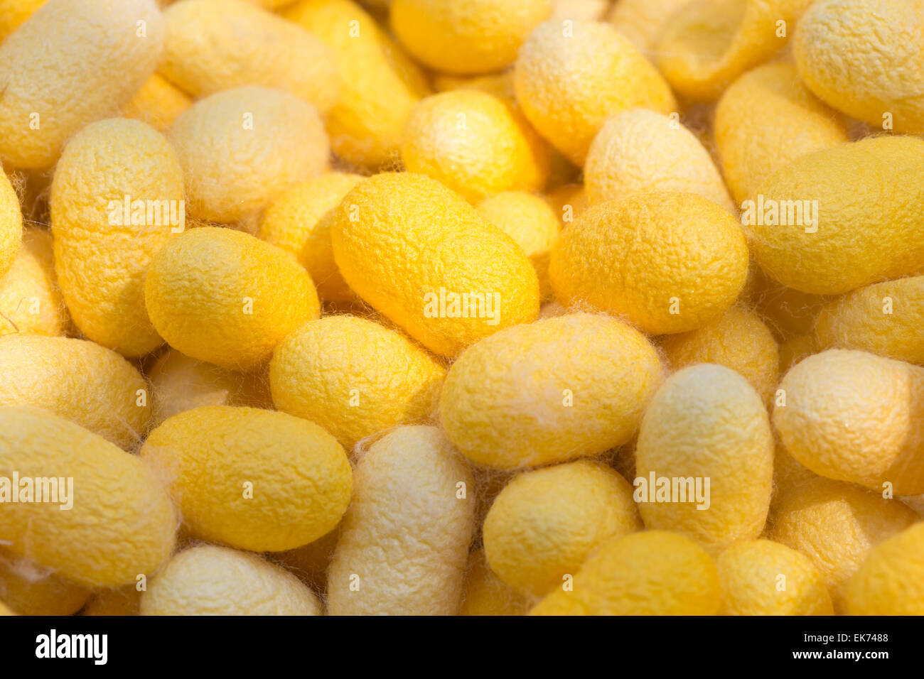 Yellow silk cocoons (Thailand) Stock Photo