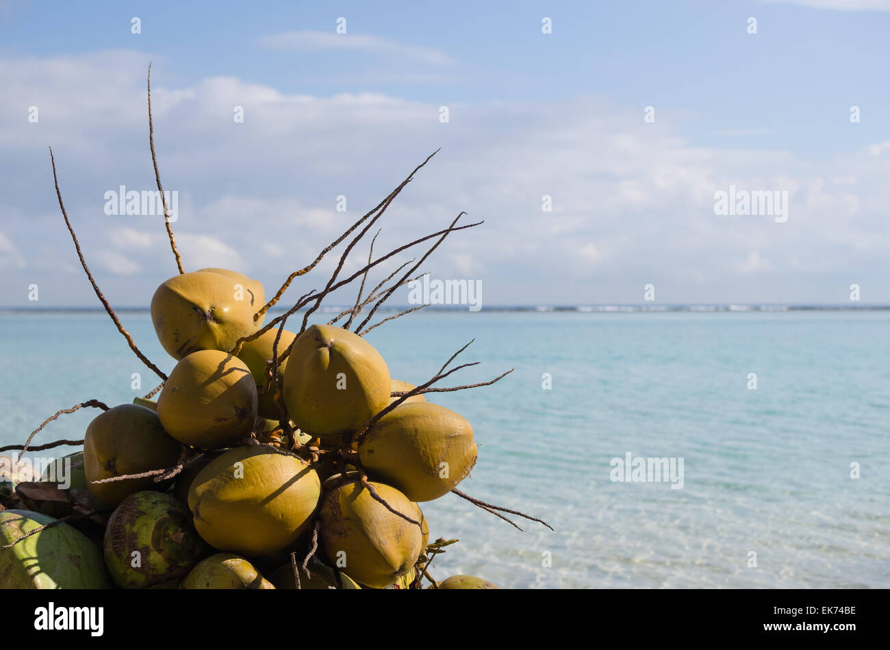 coconuts, Boca Chica beach, Dominican republic, Caribbean Stock Photo