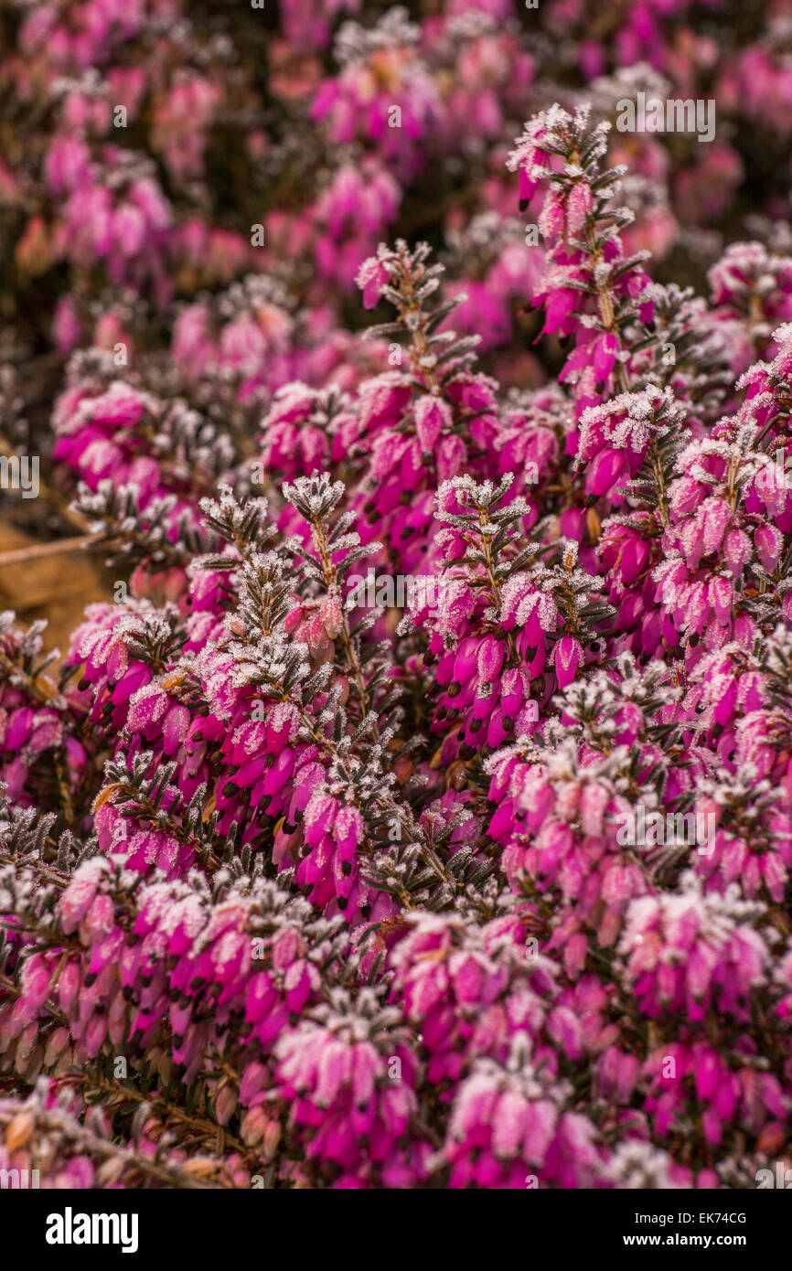 winter heath, Erica carnea cultivar Winter Freude, shrub Stock Photo