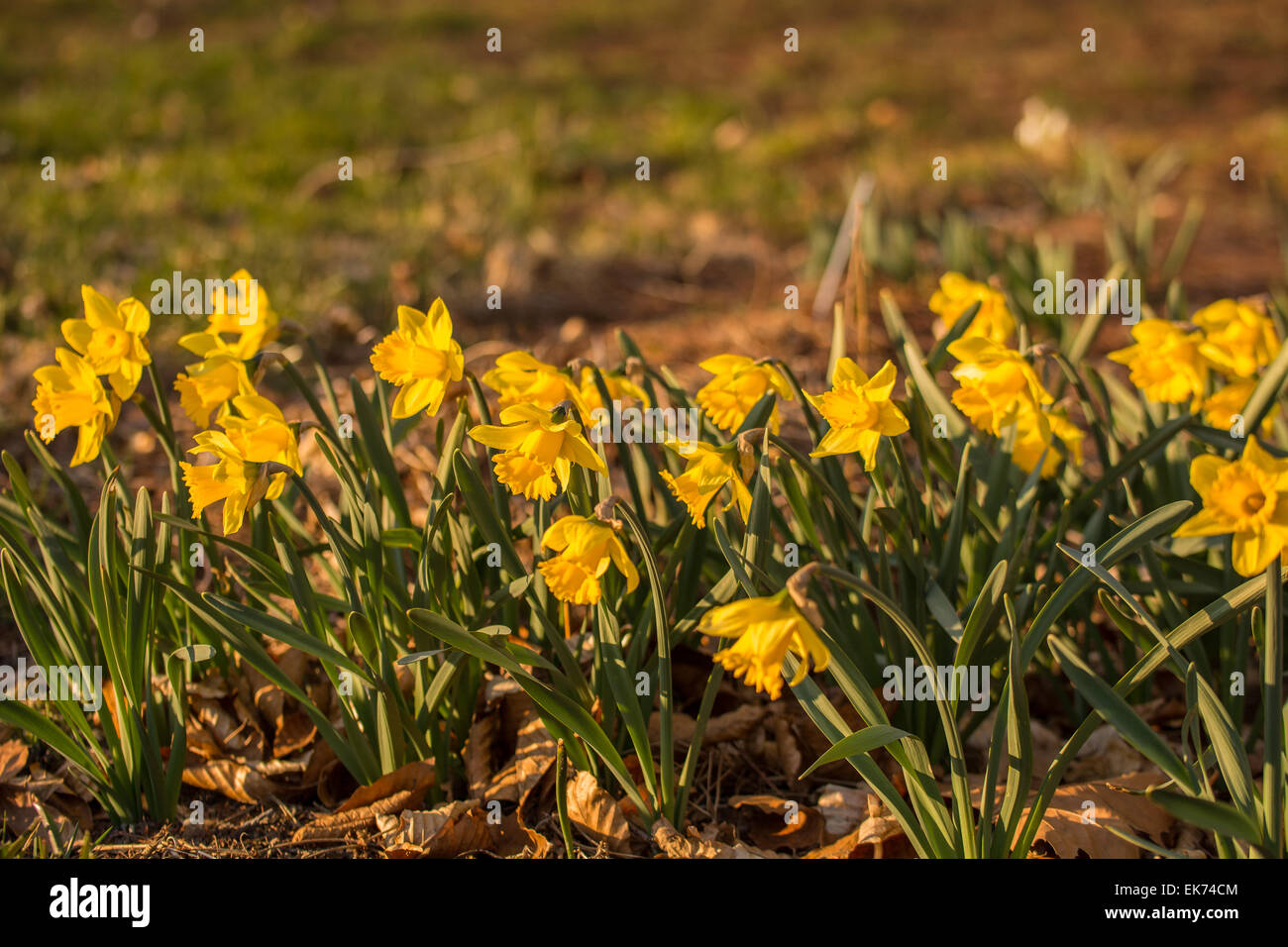 Daffodil, Narcissus cultivar Rijnsveld Early Sensation, bulb Stock