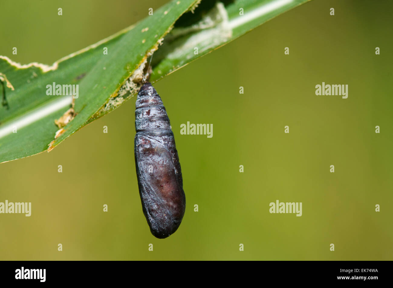 Moth Chrysalis High Resolution Stock Photography and Images Alamy