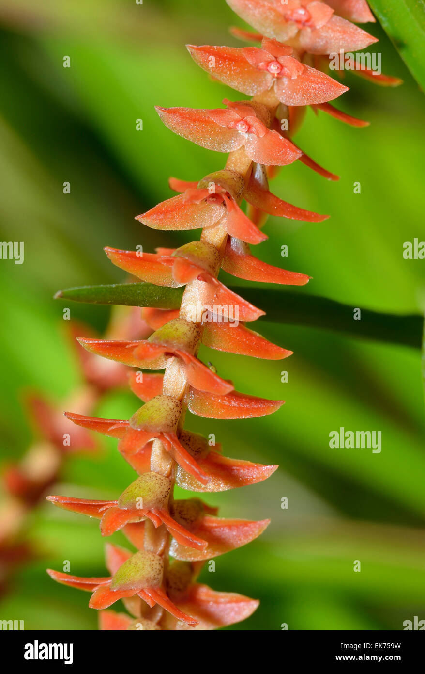 Wenzel's Dendrochilum Orchid - Dendrochilum wenzelii From Philippines Stock Photo