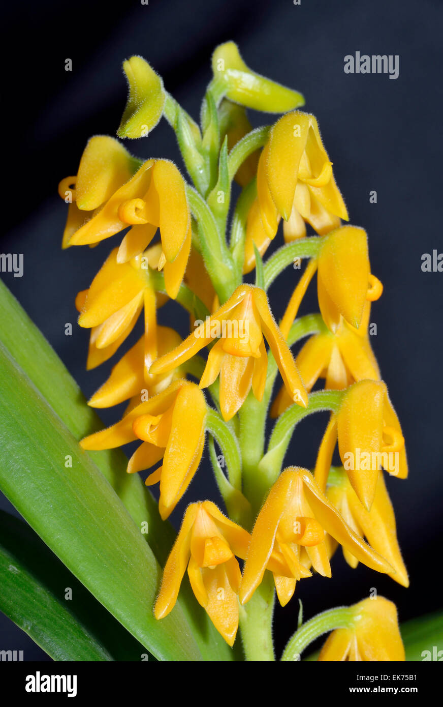 Beautiful Polystachya Orchid - Polystachya bella From Kenya & Uganda Stock Photo