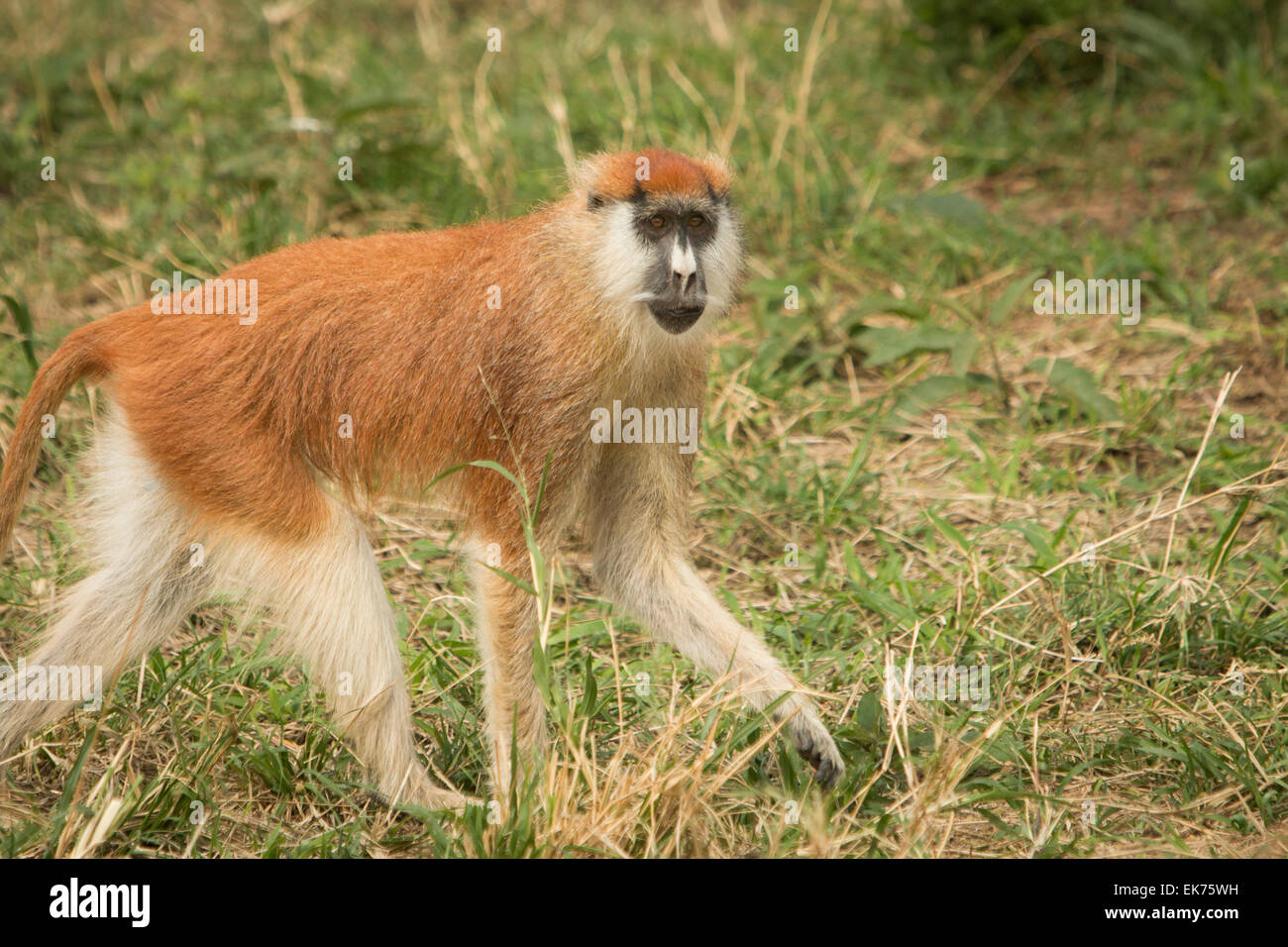 Patas monkey at Kidepo Valley National Park in Northern Uganda, East Africa Stock Photo