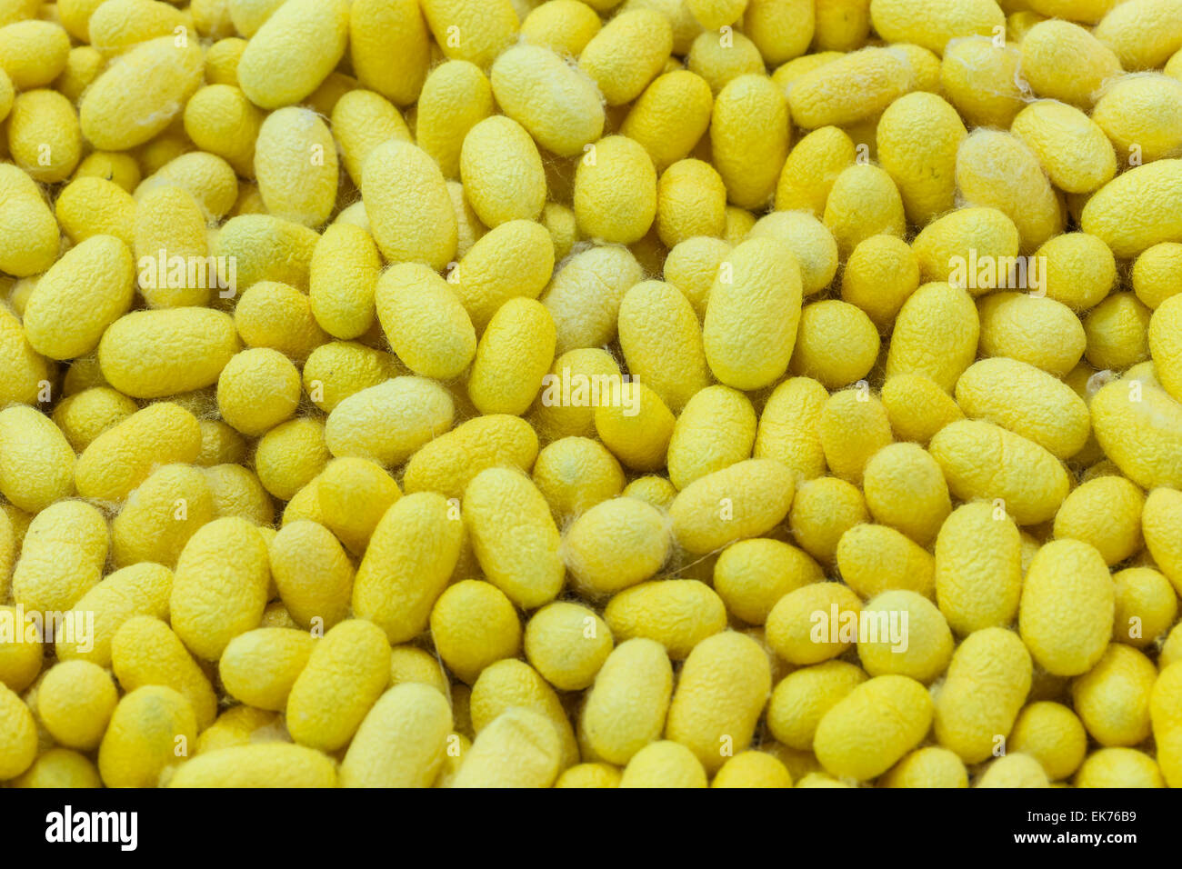 Yellow silk cocoons (Thailand) Stock Photo