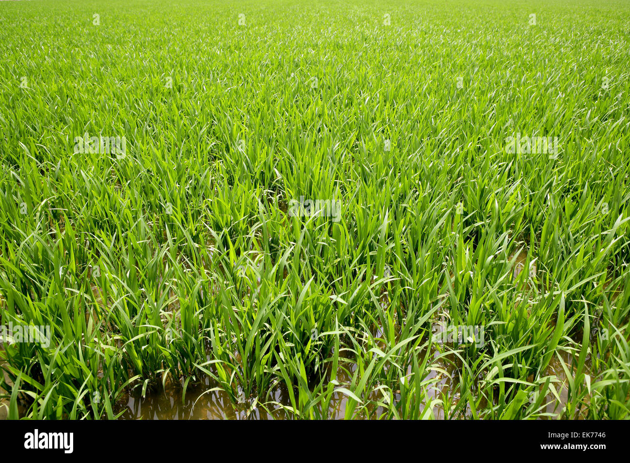 Green rice plants in irrigation spring fields Stock Photo - Alamy