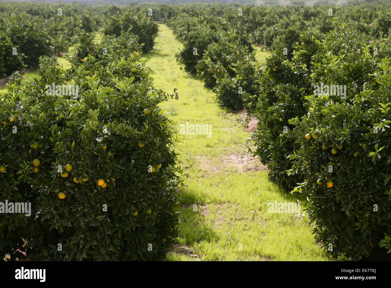 Orange tree field in a row Stock Photo - Alamy