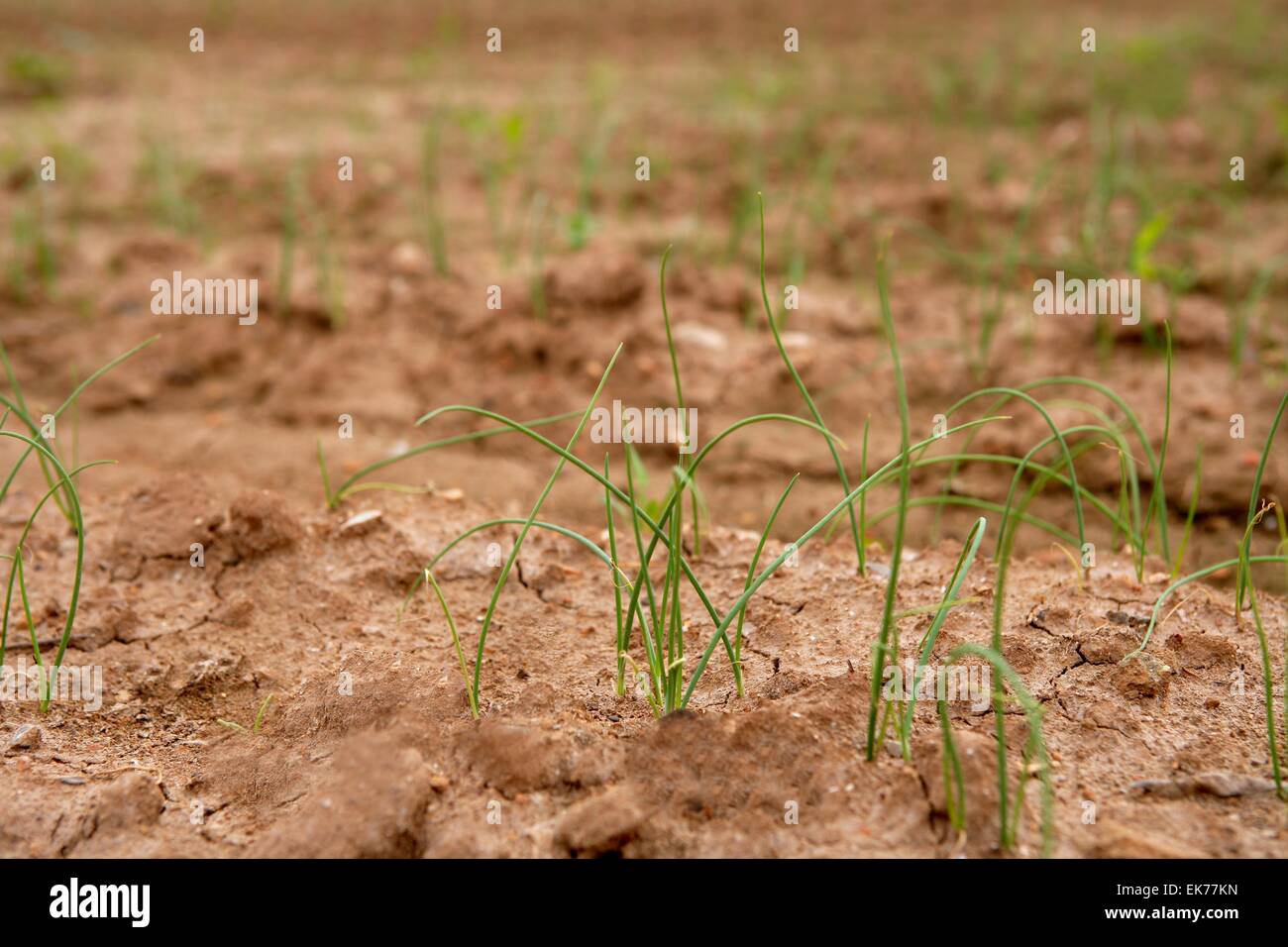 Onion, garlic sprouts red soil field Stock Photo Alamy