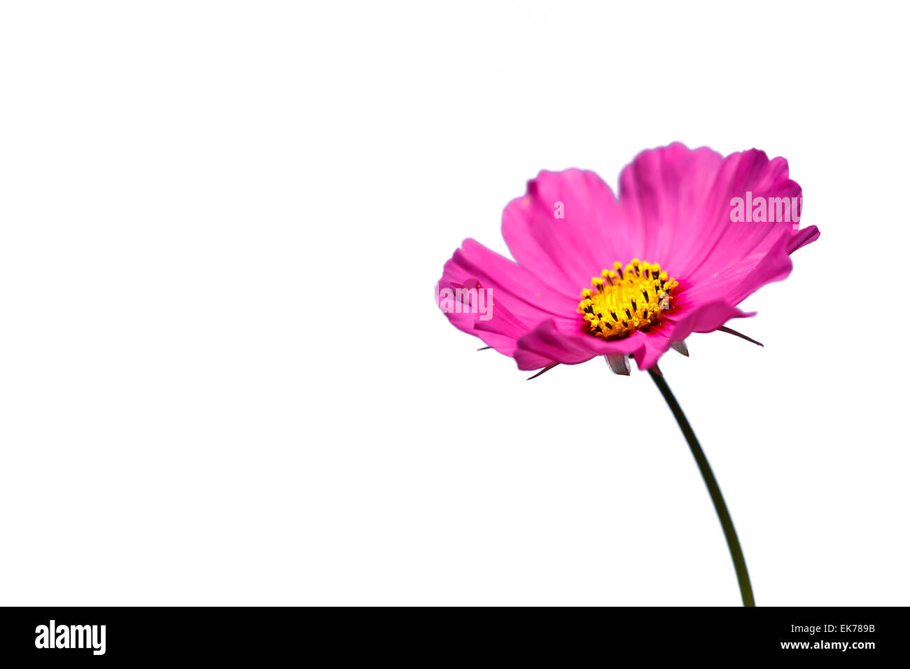 Pink Cosmos flower and blue sky Stock Photo