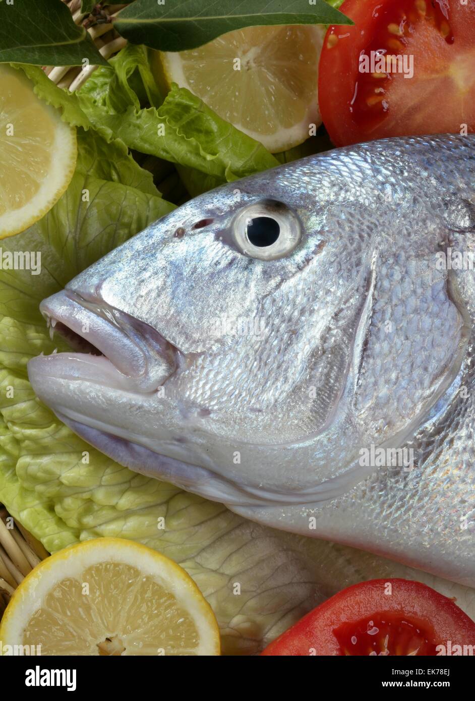 Denton, Mediterranean sparus fish, gilthead, snapper Stock Photo - Alamy