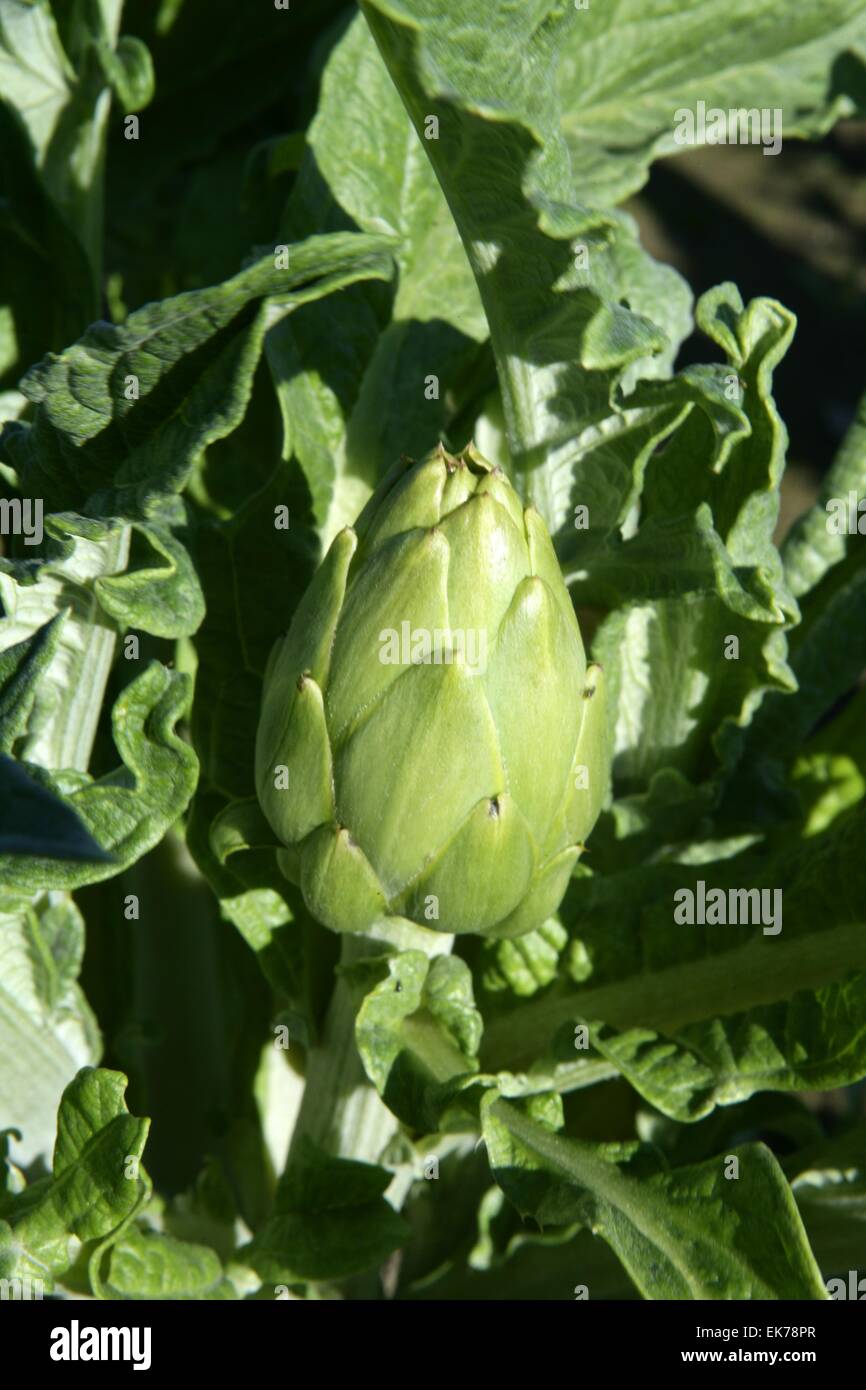 Artichoke fields in Spain Stock Photo Alamy