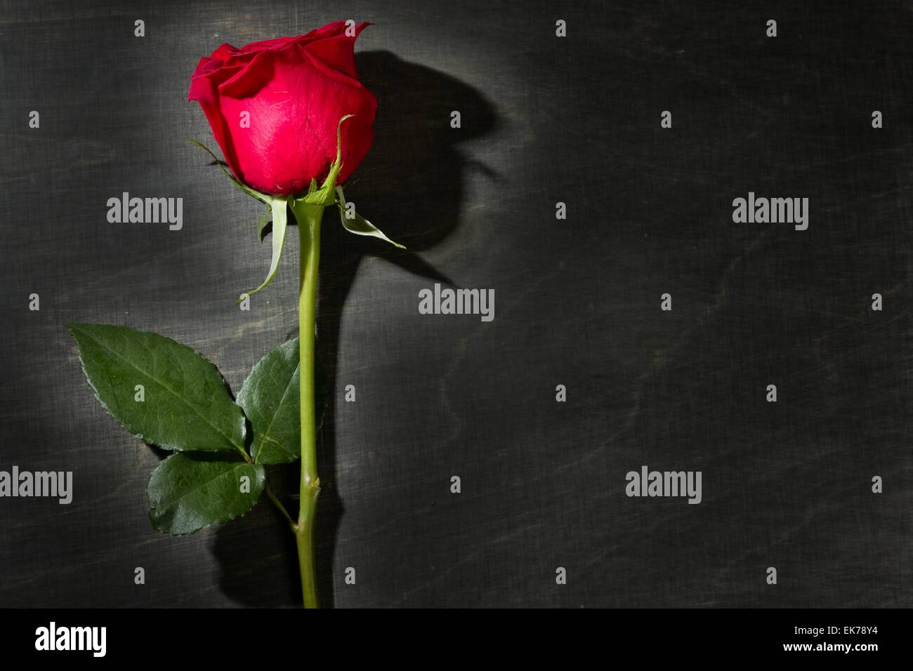 Red rose macro over dark black wood Stock Photo - Alamy