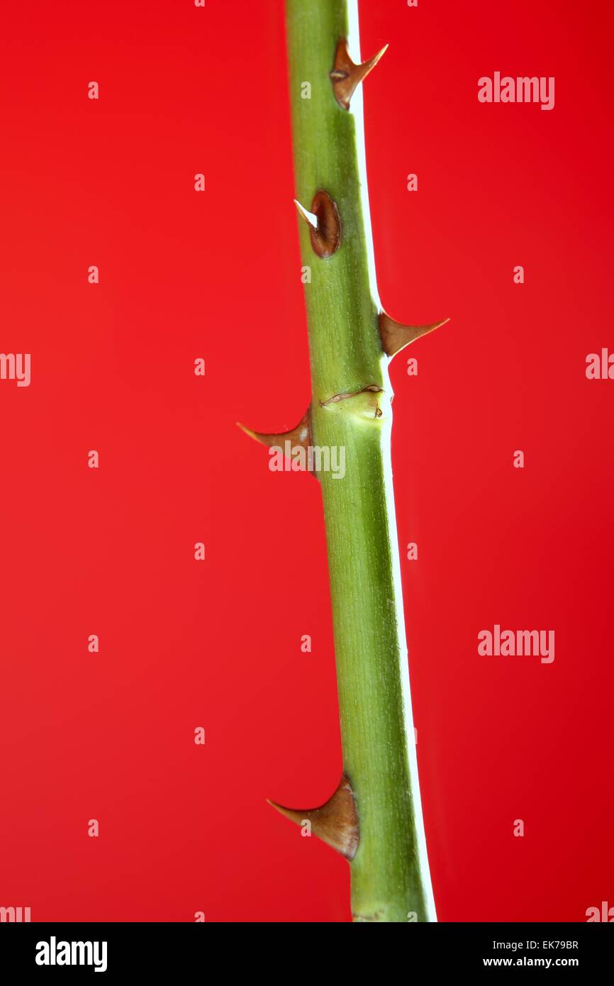 Rose vivid red plant with sting spines detail Stock Photo Alamy