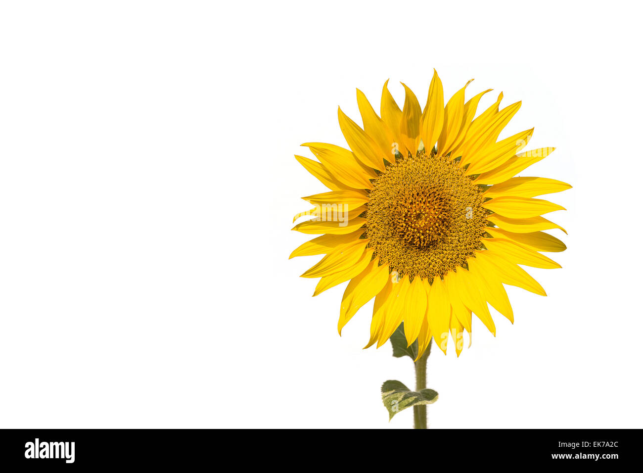 Sunflower isolated on white background Stock Photo - Alamy
