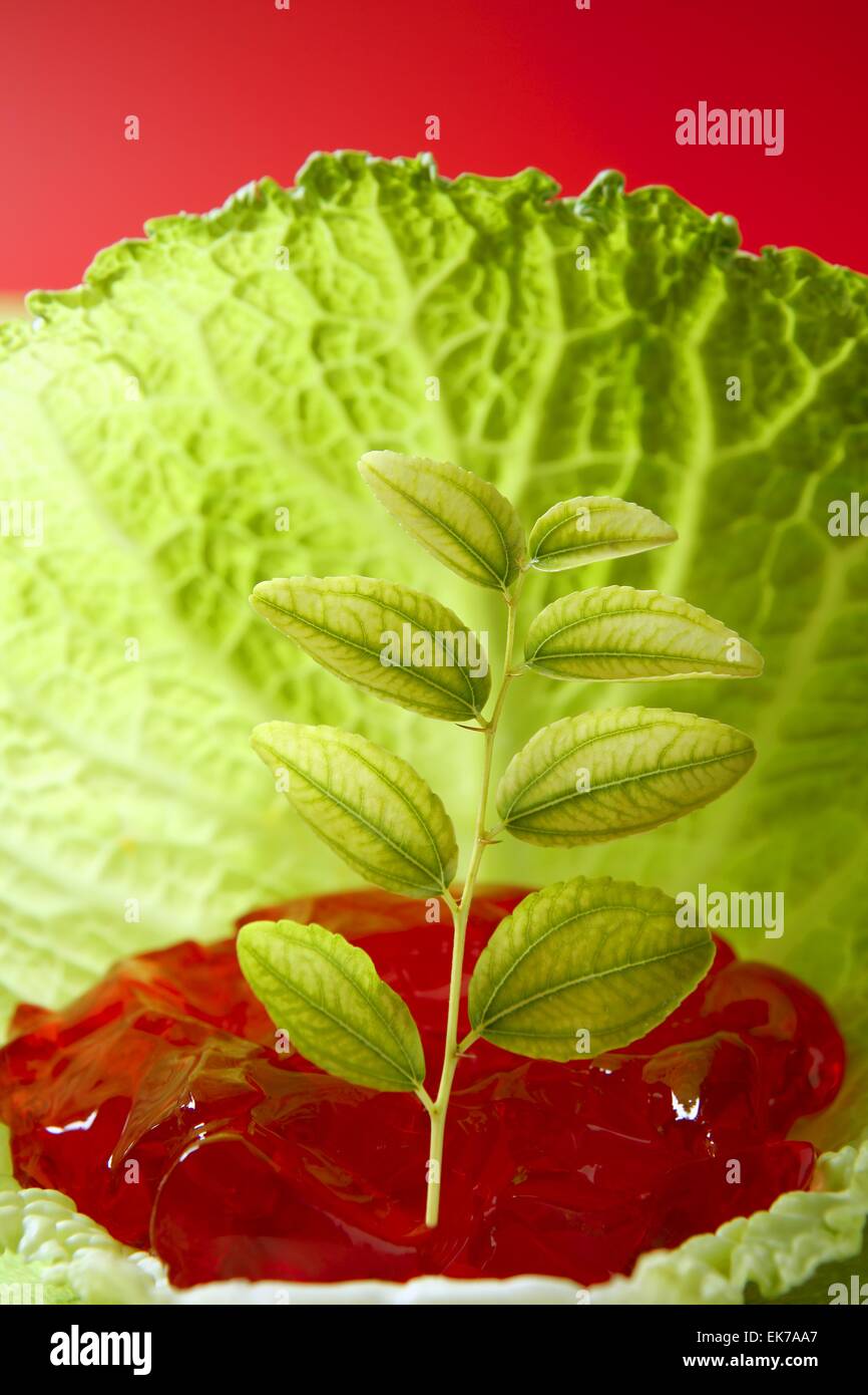 Growing inside a cabbage leaf Stock Photo Alamy