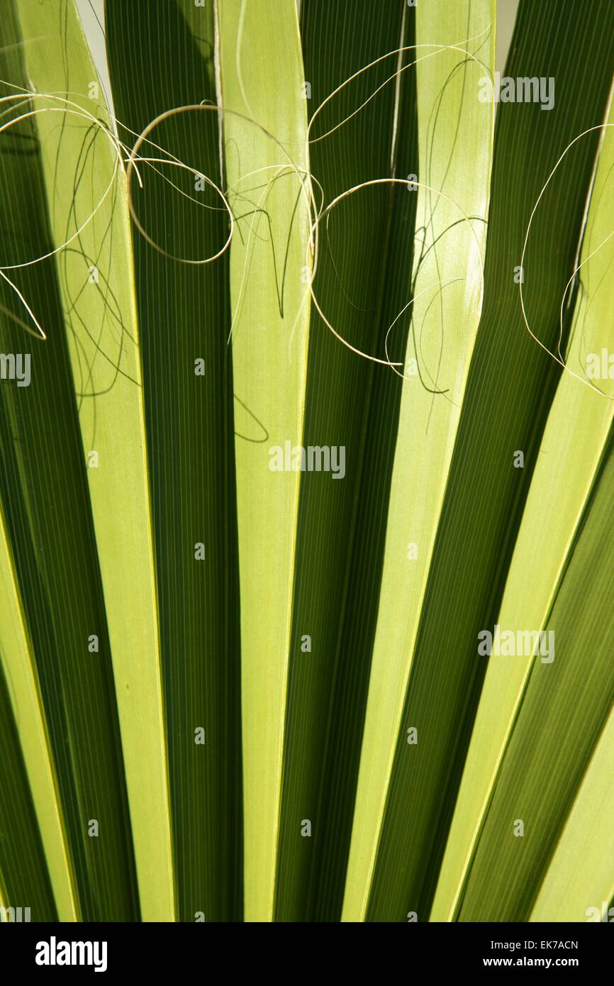 Palm leaf detail with curling fiber Stock Photo Alamy