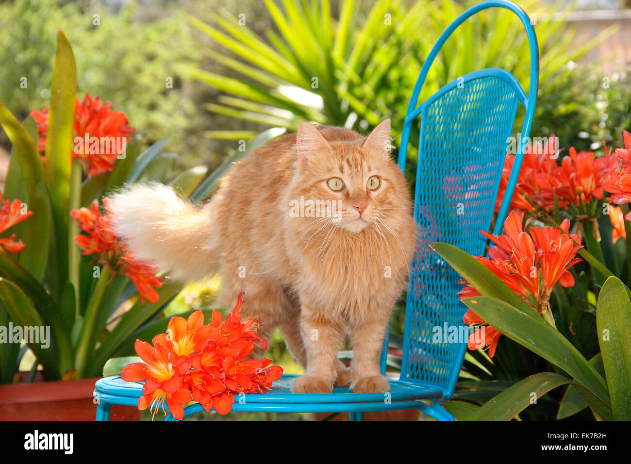 Juvenile red domestic cat 6 month old standing blue garden chair surrounded by flowering Natal Lilies Spain Stock Photo