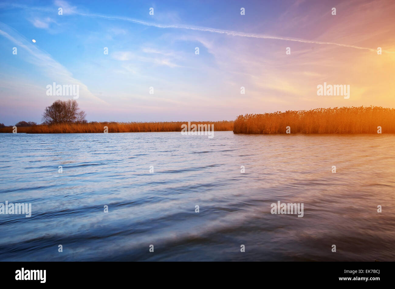 River and bulrush. Nature composition Stock Photo - Alamy