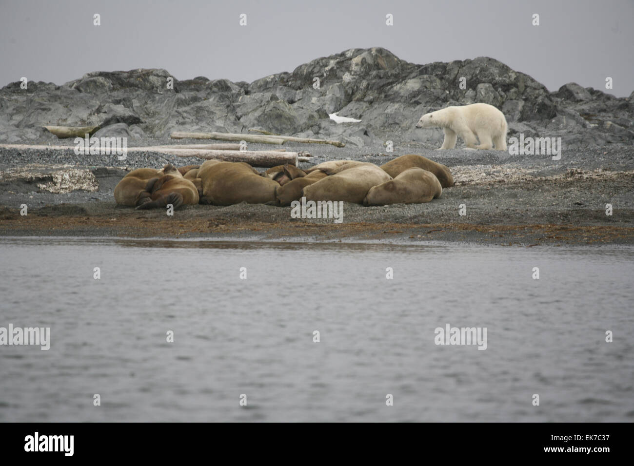 Walrus and Polar Bear Stock Photo - Alamy