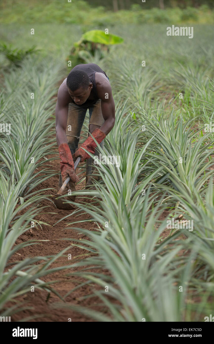 Manual labor pineapples hires stock photography and images Alamy