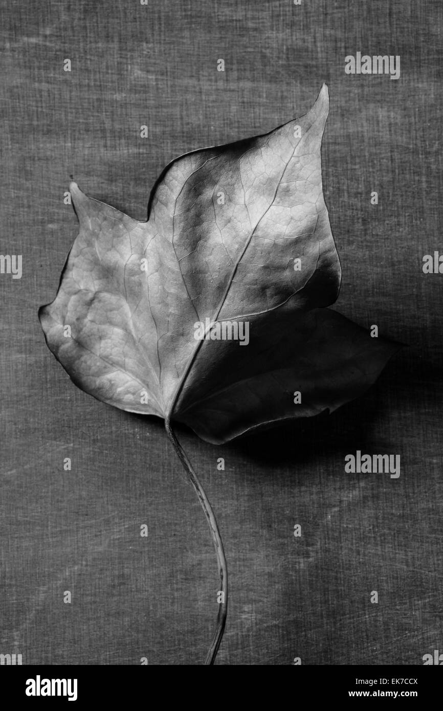 Autumn leaf over dark background and shadows Stock Photo