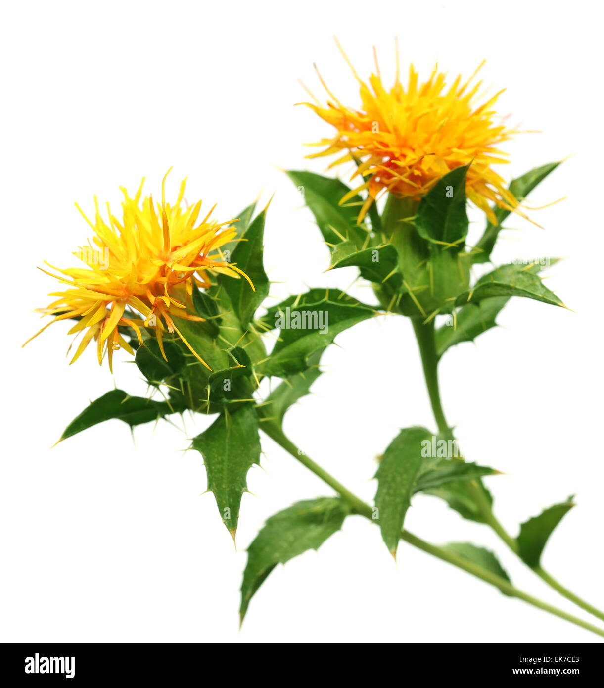 Safflower used as a food additive over white background Stock Photo