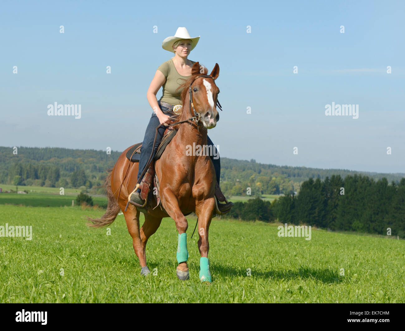 American Quarter Horse Young woman galloping Western horse pasture Germany Stock Photo