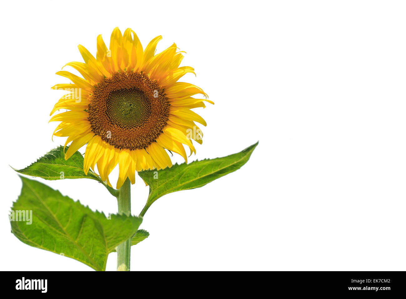 Sunflower isolated on white background Stock Photo - Alamy