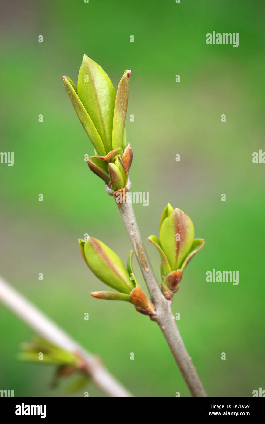 Spring bud. Composition of nature. Stock Photo