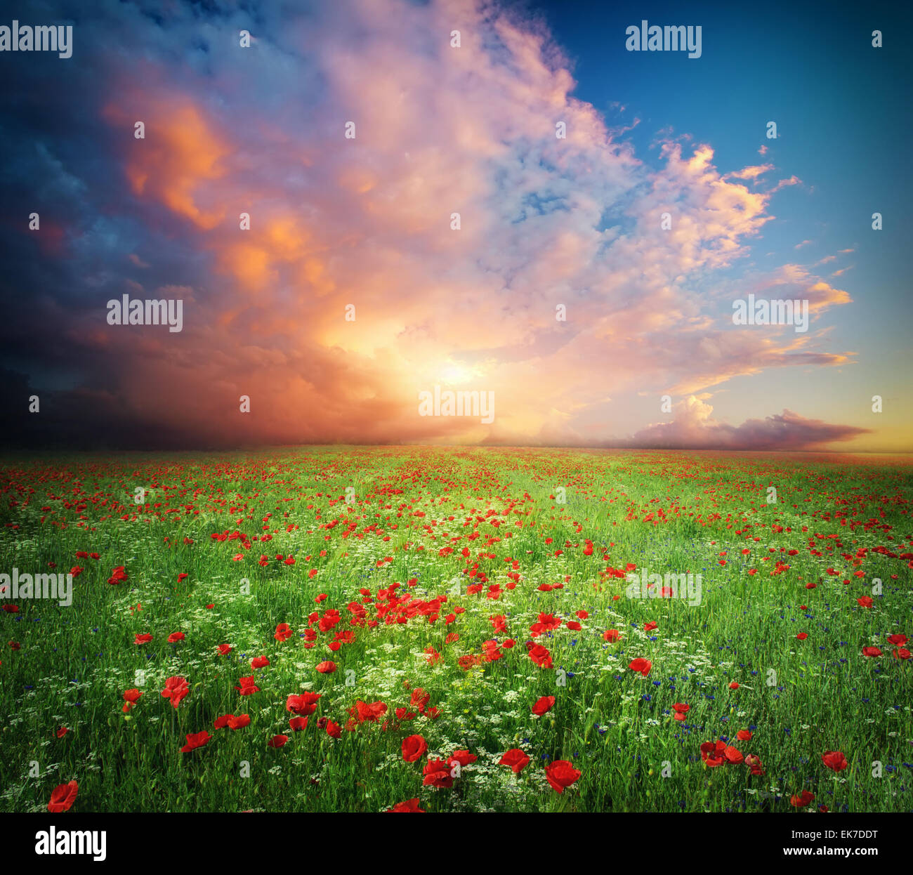 Beautiful meadow. Element of design. Stock Photo