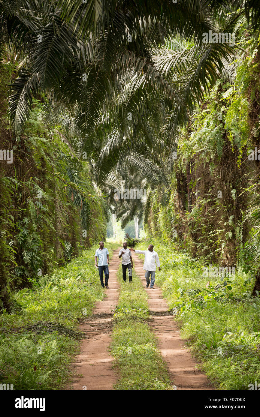 Palm oil plantation - Grand Bassam, Ivory Coast, West Africa. Stock Photo