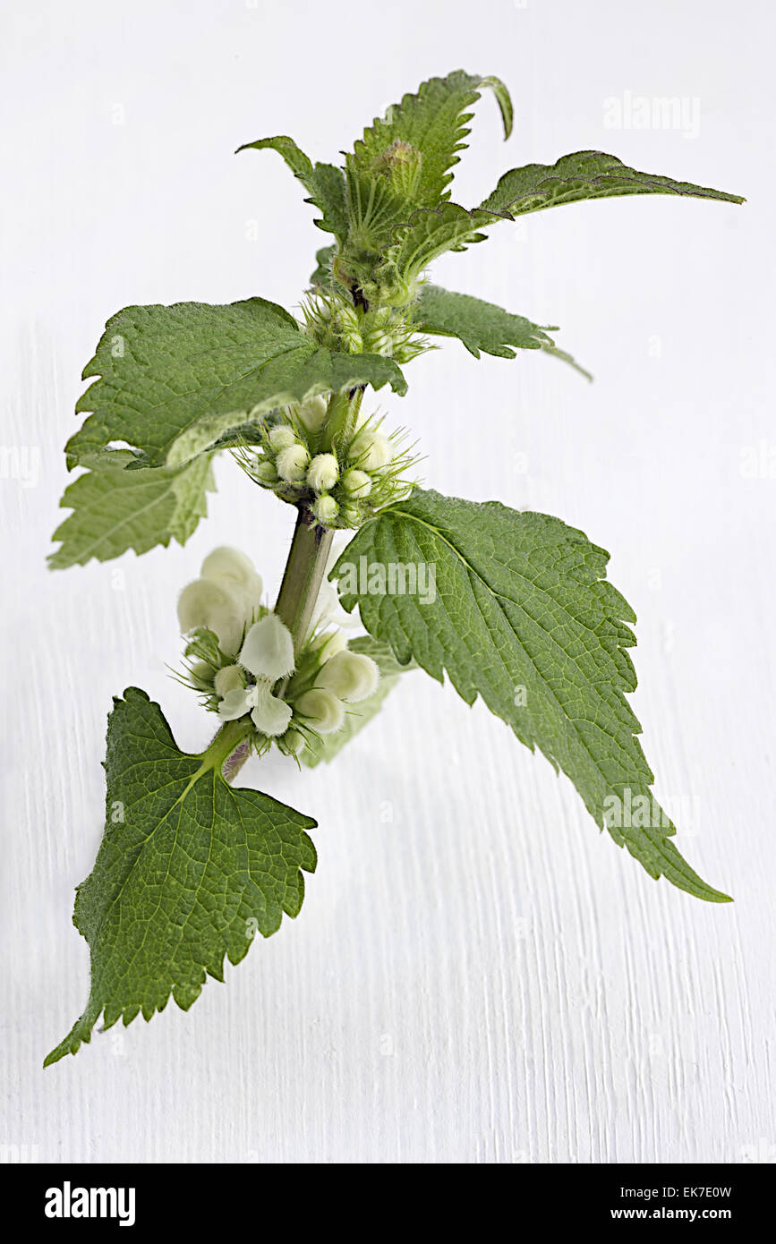 White deadneetle plant Stock Photo