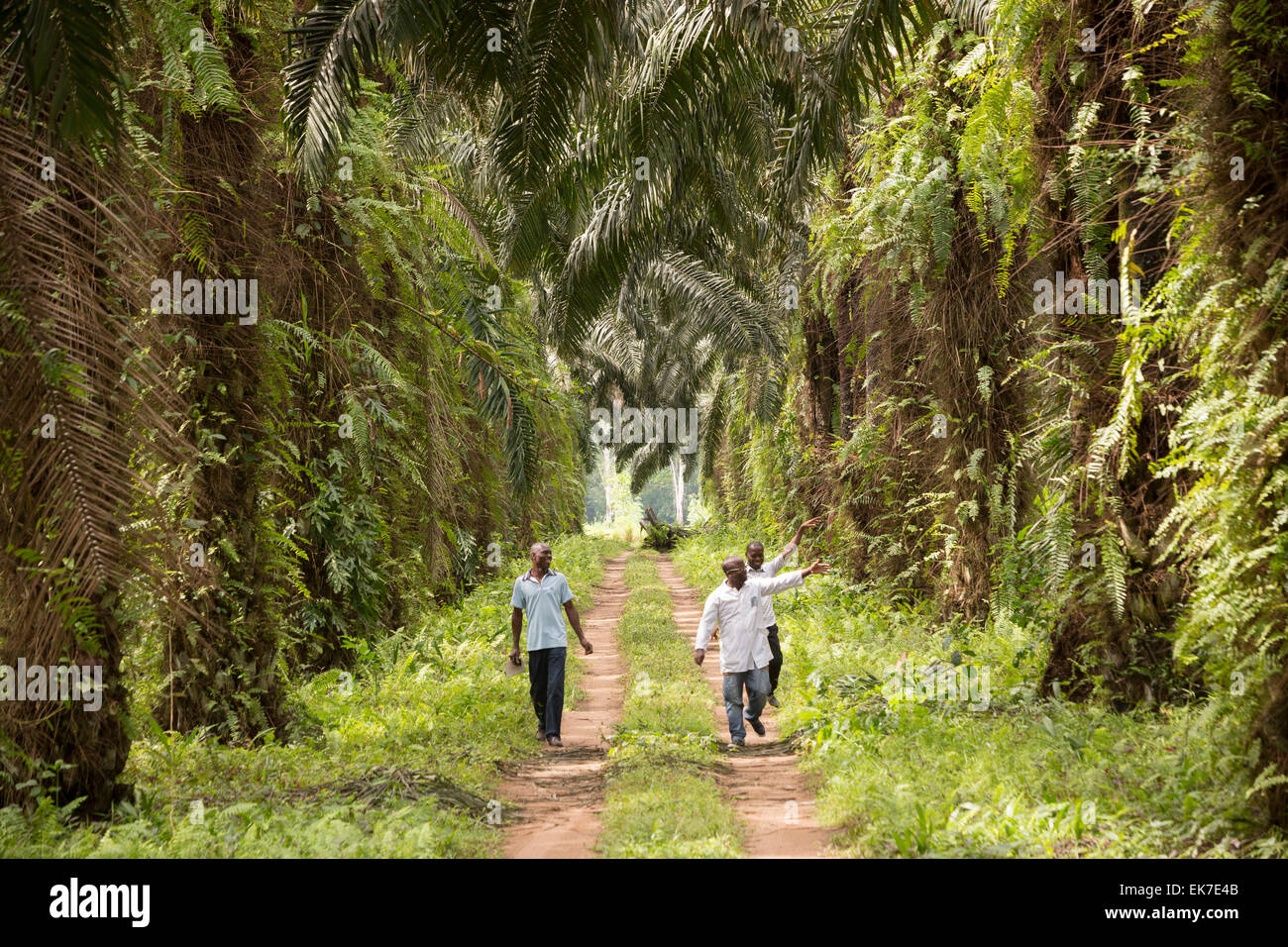 Palm oil plantation - Grand Bassam, Ivory Coast, West Africa. Stock Photo
