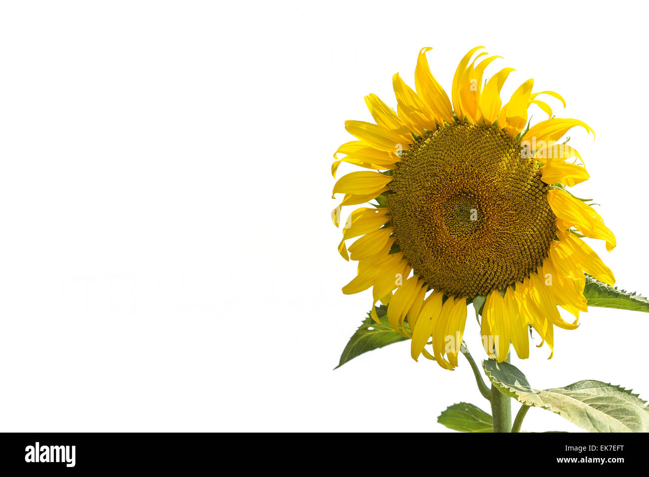 Sunflower isolated on white background Stock Photo - Alamy
